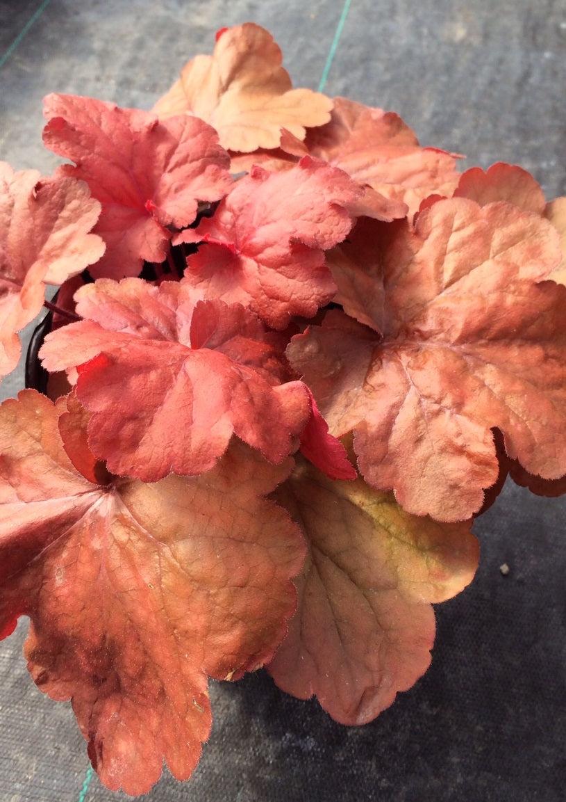 Heuchera X 'red Sea' - View 20 from www redcrocus com