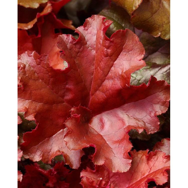 Heuchera X 'red Sea' - View 21 from www redcrocus com