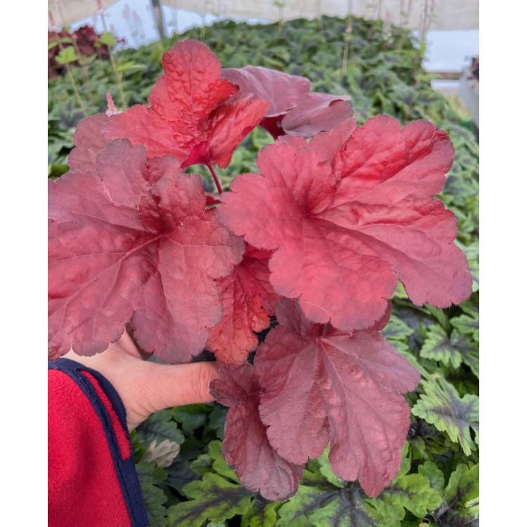 Heuchera X 'red Sea' - View 23 from www redcrocus com
