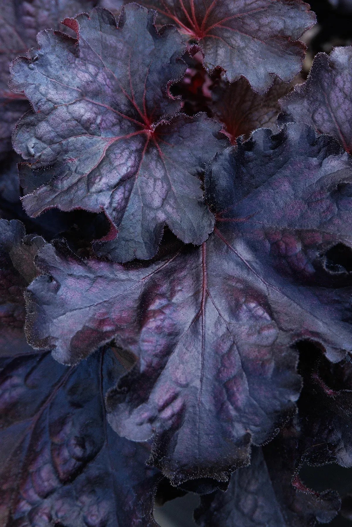Heuchera X 'red Sea' - View 23 from www redcrocus com