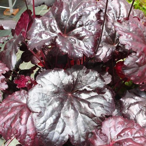 Heuchera X 'red Sea' - View 27 from www redcrocus com
