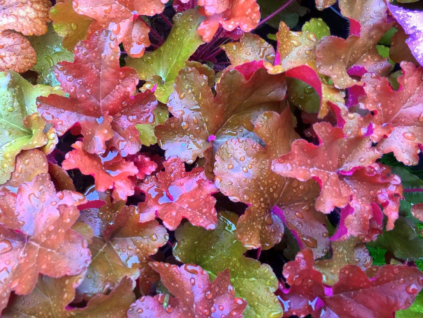 Heuchera X 'red Sea' - View 2 from www redcrocus com