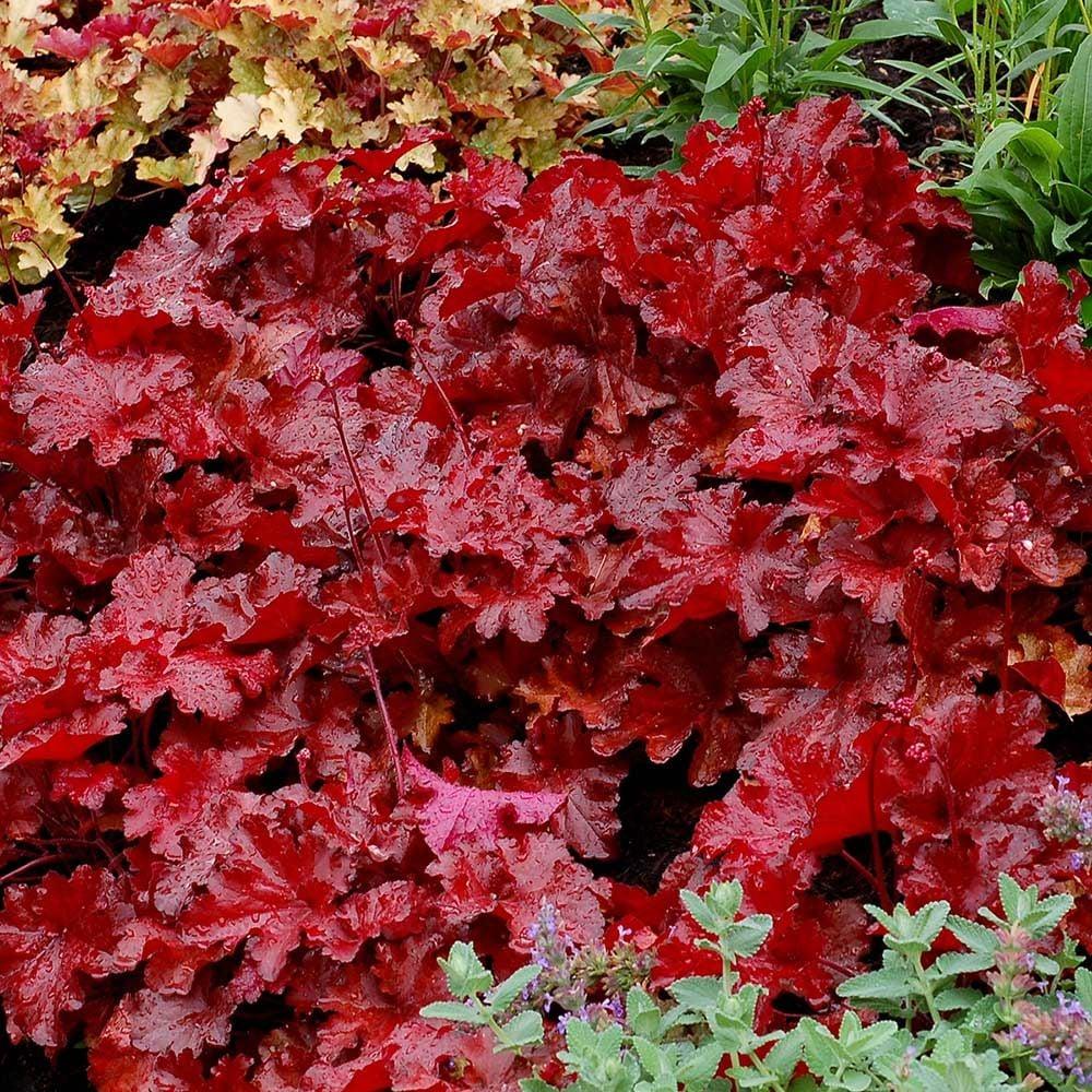 Heuchera X 'red Sea' - View 32 from www redcrocus com