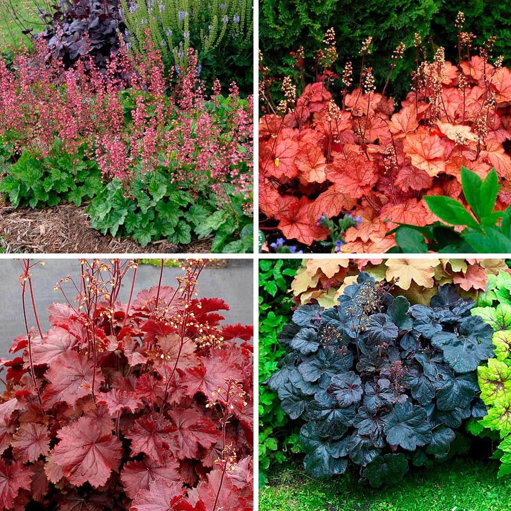Heuchera X 'red Sea' - View 33 from www redcrocus com