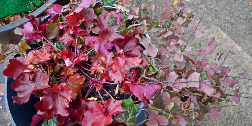 Heuchera X 'red Sea' - View 34 from www redcrocus com
