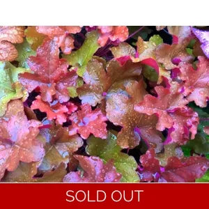 Heuchera X 'red Sea' - View 3 from www redcrocus com