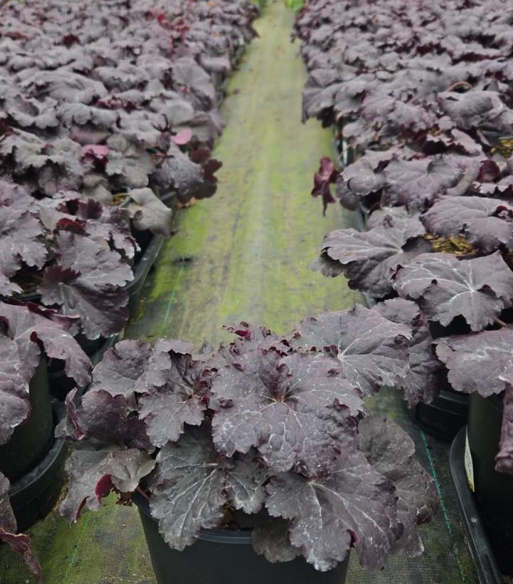 Heuchera X 'red Sea' - View 8 from www redcrocus com