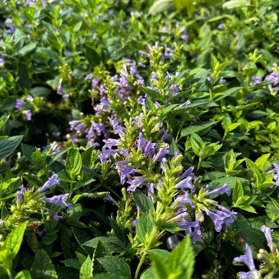 Nepeta Subsessilis 'prelude Blue' - View 10 from www redcrocus com