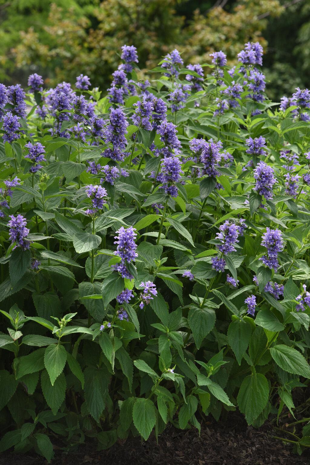 Nepeta Subsessilis 'prelude Blue' - View 11 from www redcrocus com
