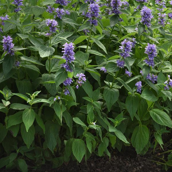Nepeta Subsessilis 'prelude Blue' - View 12 from www redcrocus com