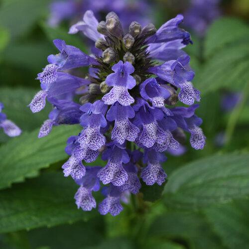 Nepeta Subsessilis 'prelude Blue' - View 13 from www redcrocus com