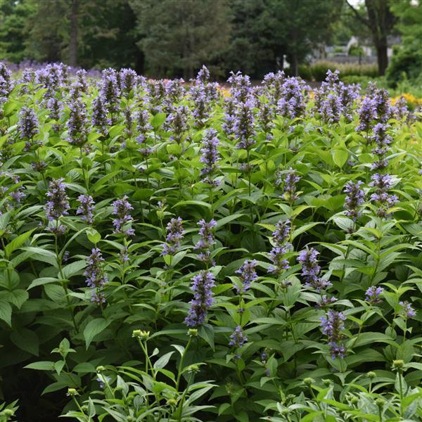 Nepeta Subsessilis 'prelude Blue' - View 14 from www redcrocus com