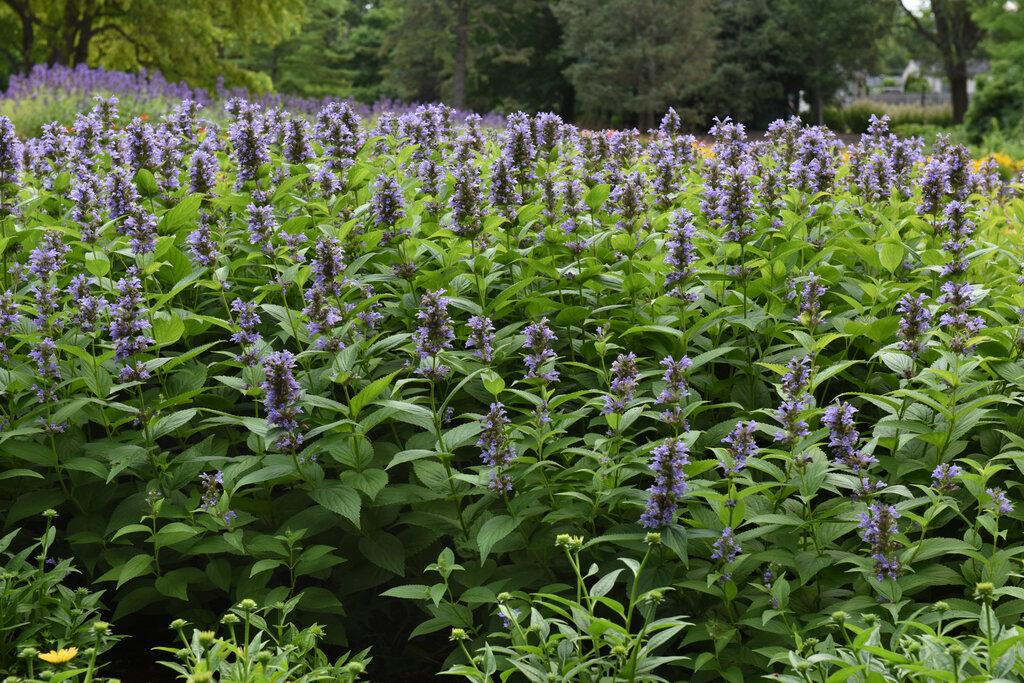 Nepeta Subsessilis 'prelude Blue' - View 15 from www redcrocus com