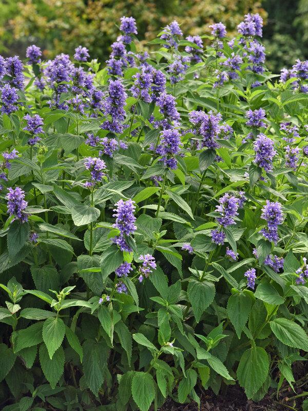 Nepeta Subsessilis 'prelude Blue' - View 16 from www redcrocus com