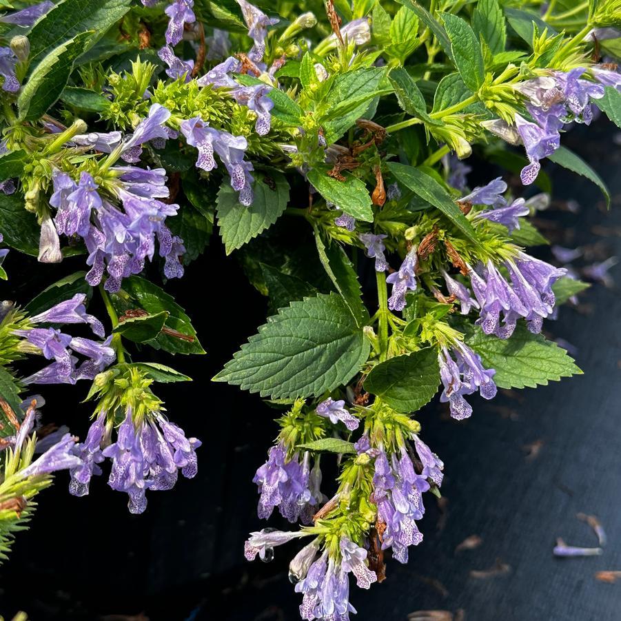 Nepeta Subsessilis 'prelude Blue' - View 17 from www redcrocus com