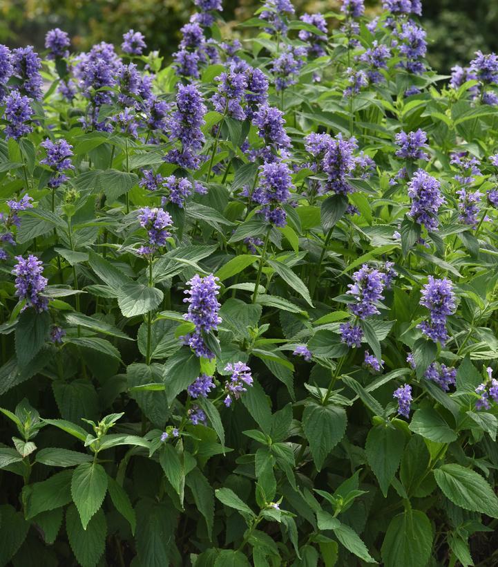 Nepeta Subsessilis 'prelude Blue' - View 18 from www redcrocus com