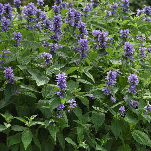 Nepeta Subsessilis 'prelude Blue' - View 19 from www redcrocus com