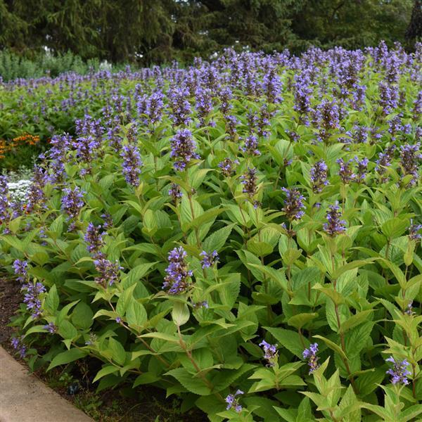 Nepeta Subsessilis 'prelude Blue' - View 1 from www redcrocus com