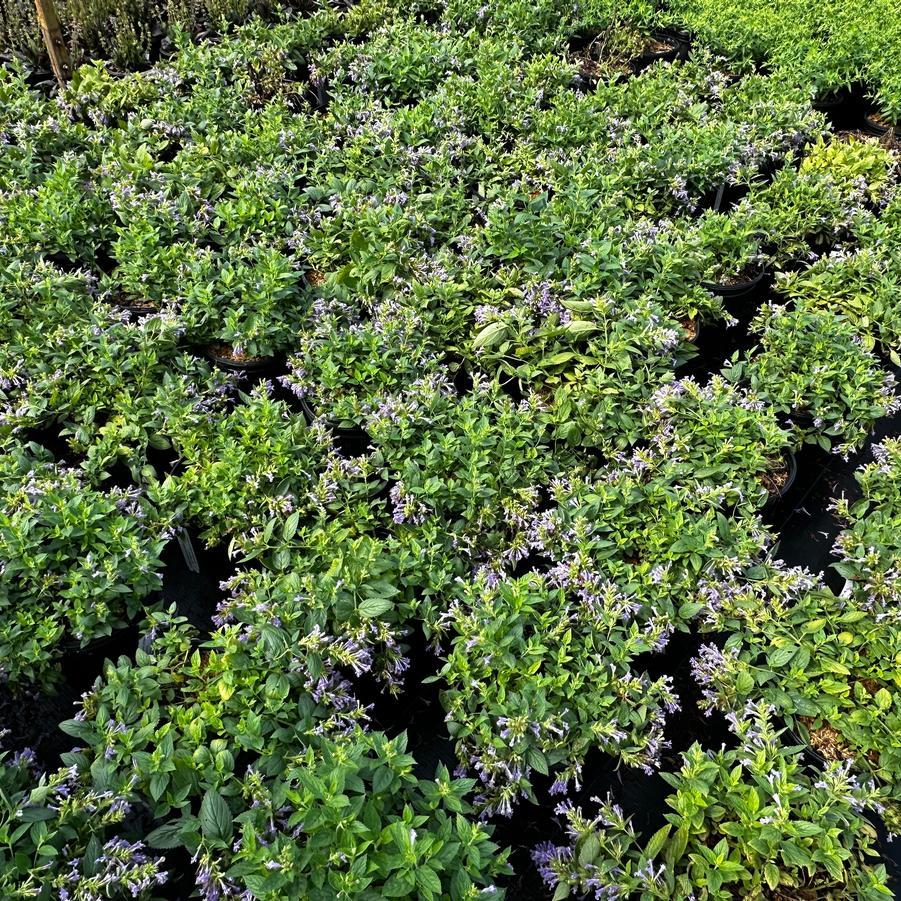 Nepeta Subsessilis 'prelude Blue' - View 20 from www redcrocus com