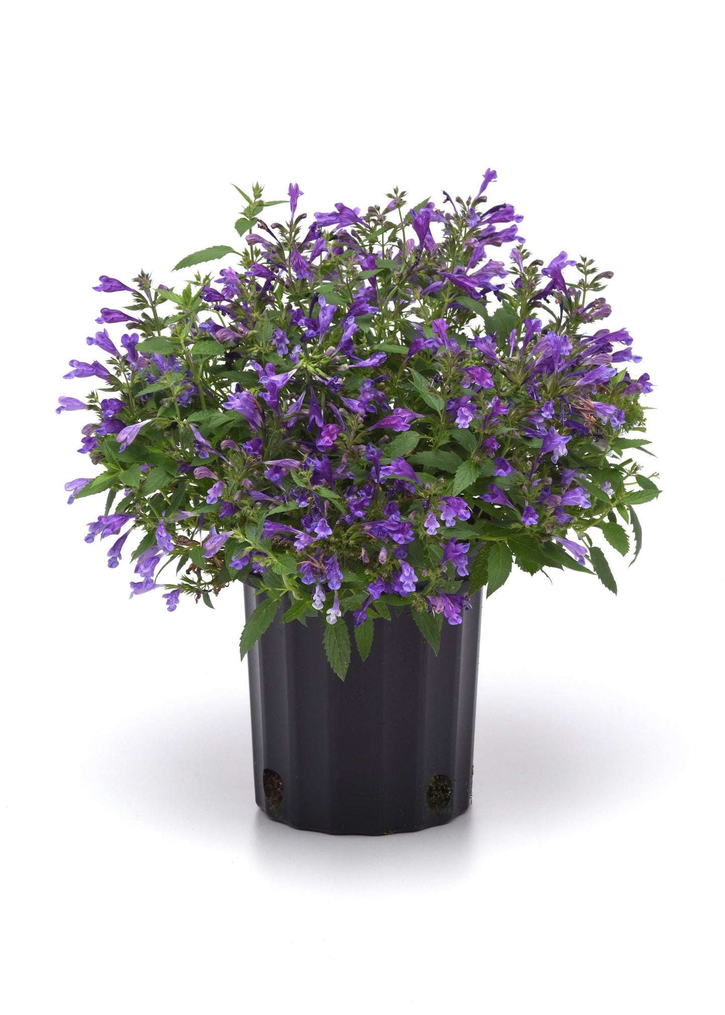 Nepeta Subsessilis 'prelude Blue' - View 21 from www redcrocus com