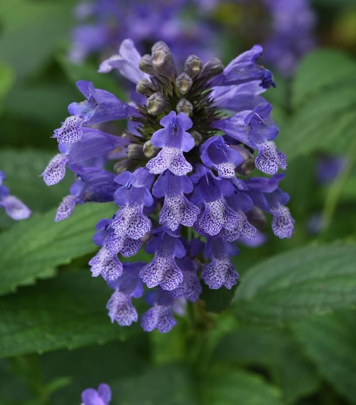 Nepeta Subsessilis 'prelude Blue' - View 22 from www redcrocus com