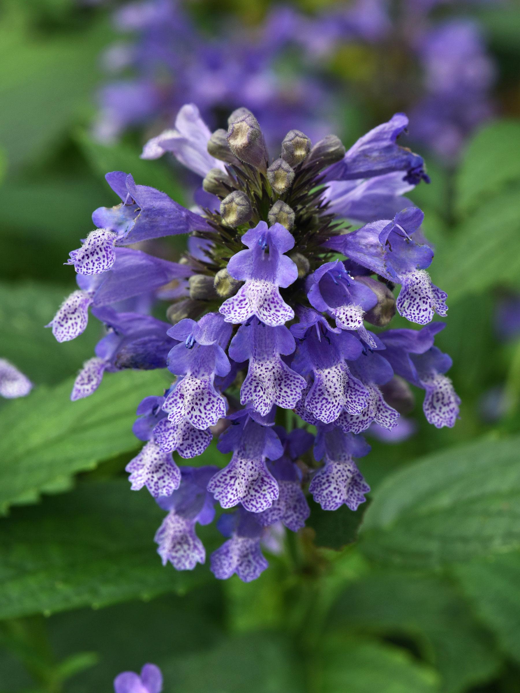Nepeta Subsessilis 'prelude Blue' - View 24 from www redcrocus com
