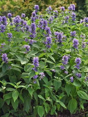 Nepeta Subsessilis 'prelude Blue' - View 25 from www redcrocus com