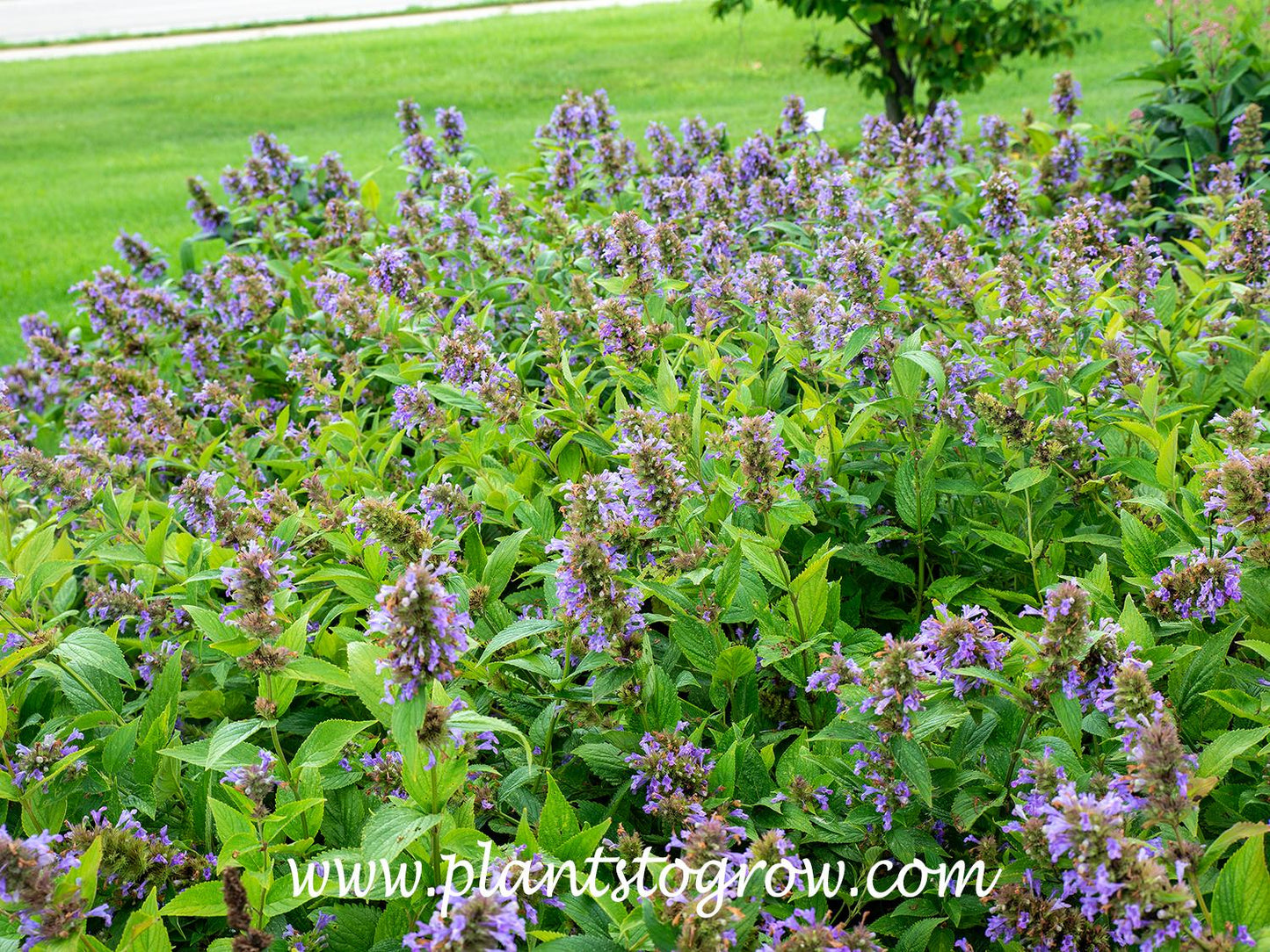 Nepeta Subsessilis 'prelude Blue' - View 26 from www redcrocus com
