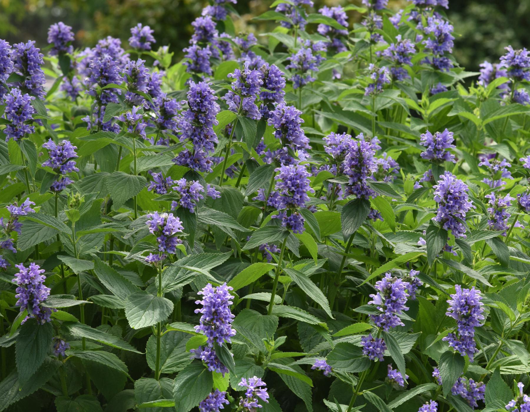Nepeta Subsessilis 'prelude Blue' - View 27 from www redcrocus com