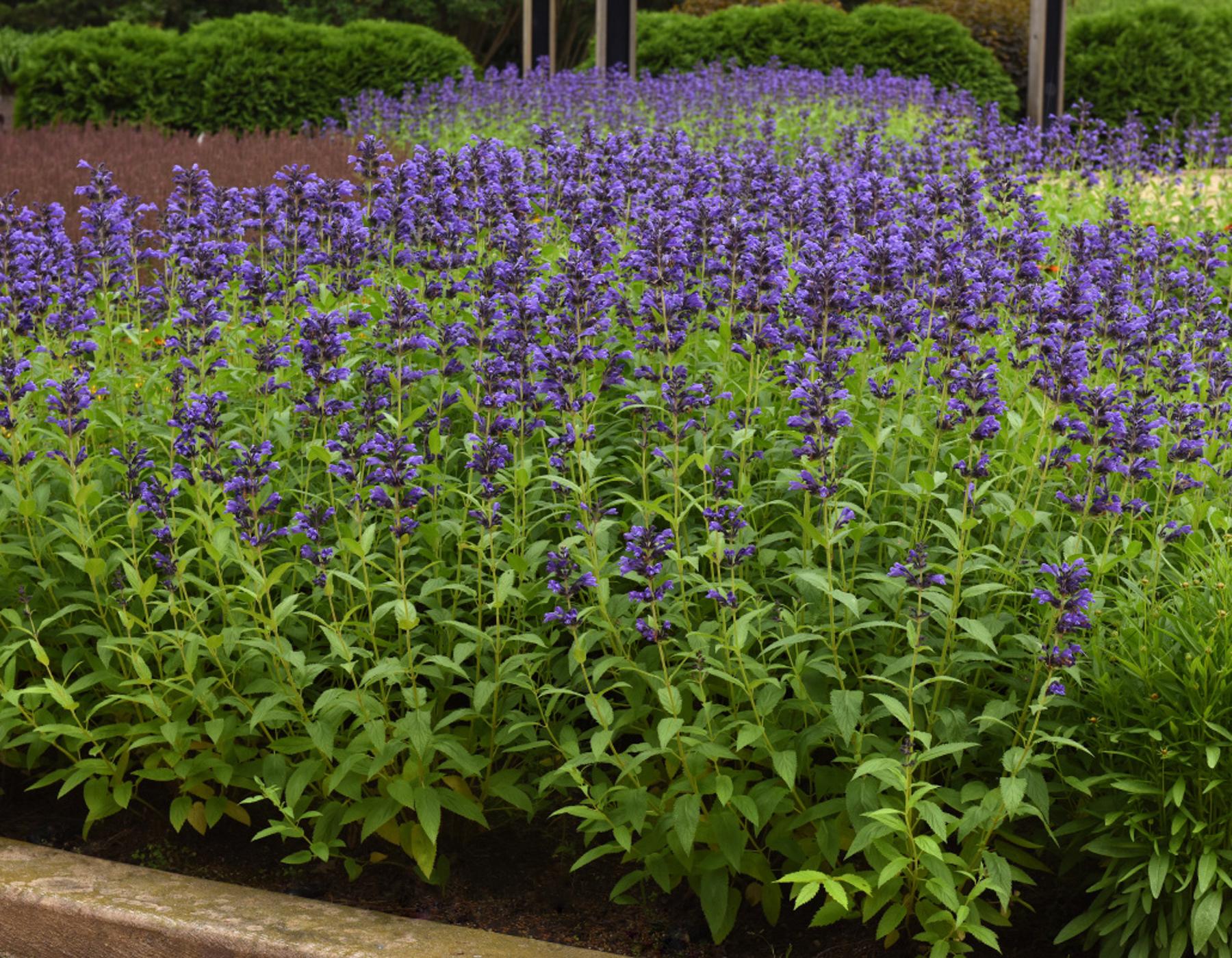 Nepeta Subsessilis 'prelude Blue' - View 28 from www redcrocus com