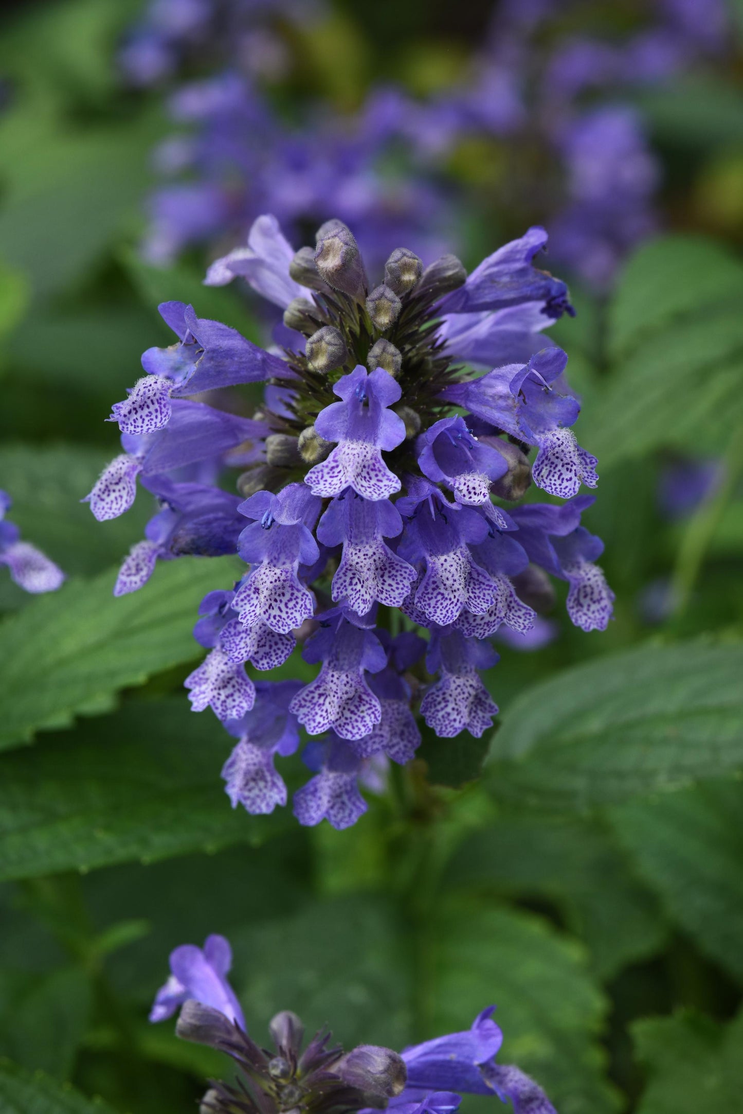 Nepeta Subsessilis 'prelude Blue' - View 29 from www redcrocus com
