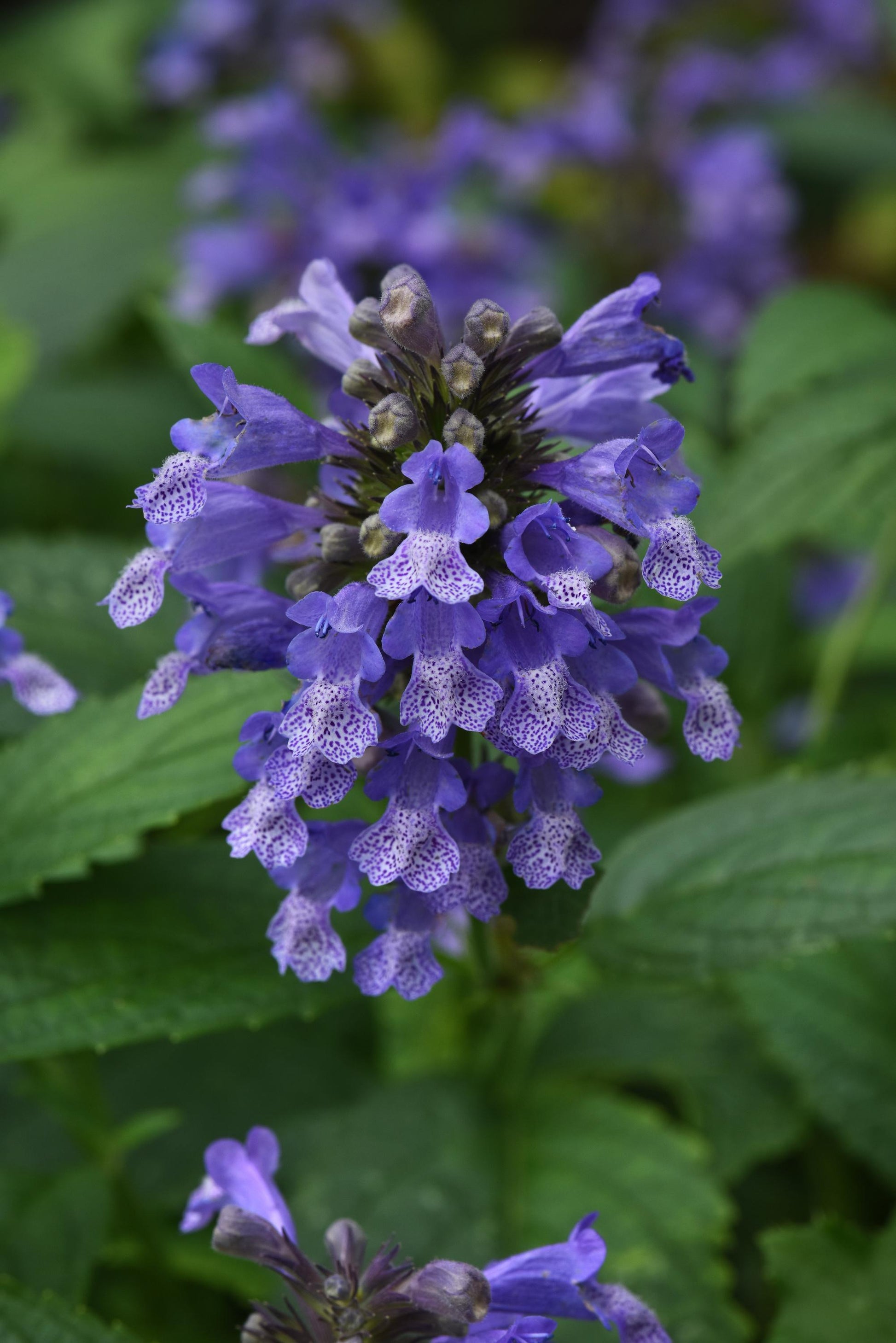Nepeta Subsessilis 'prelude Blue' - View 29 from www redcrocus com