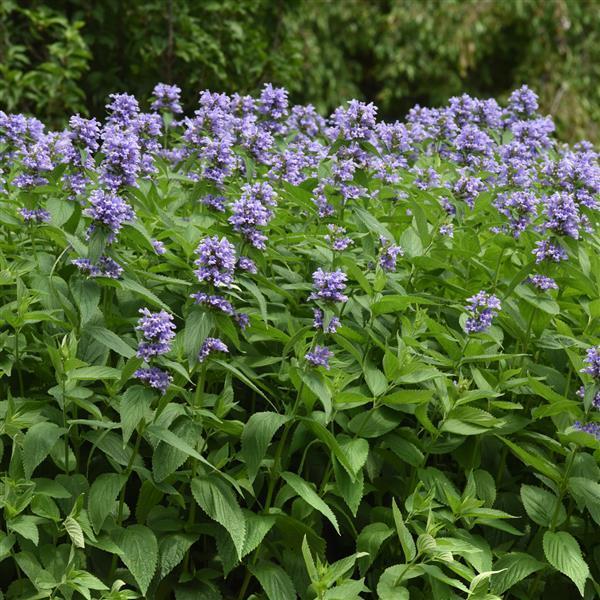 Nepeta Subsessilis 'prelude Blue' - View 2 from www redcrocus com