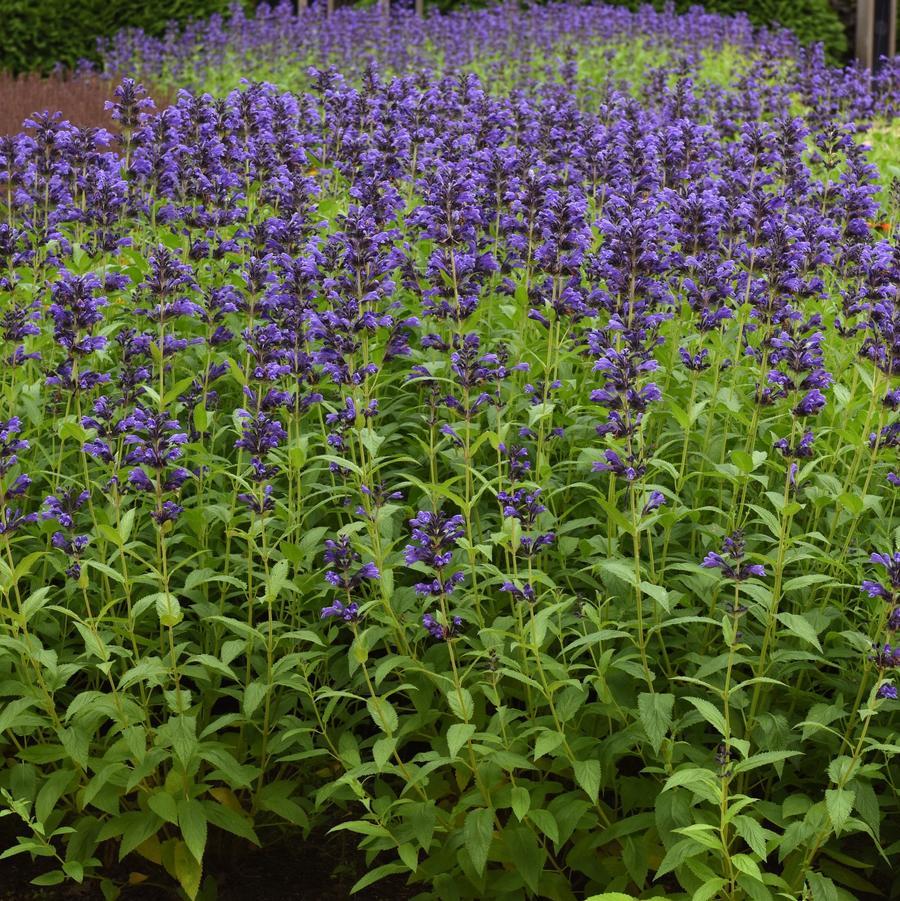 Nepeta Subsessilis 'prelude Blue' - View 30 from www redcrocus com