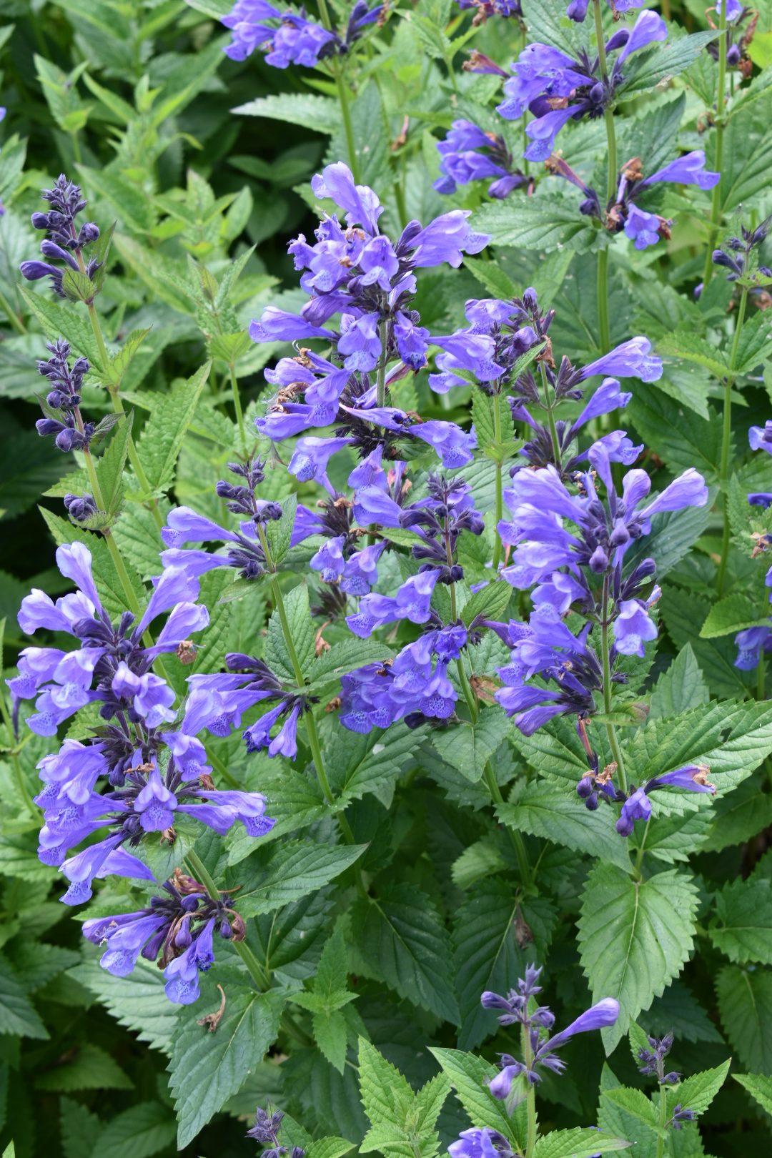 Nepeta Subsessilis 'prelude Blue' - View 32 from www redcrocus com