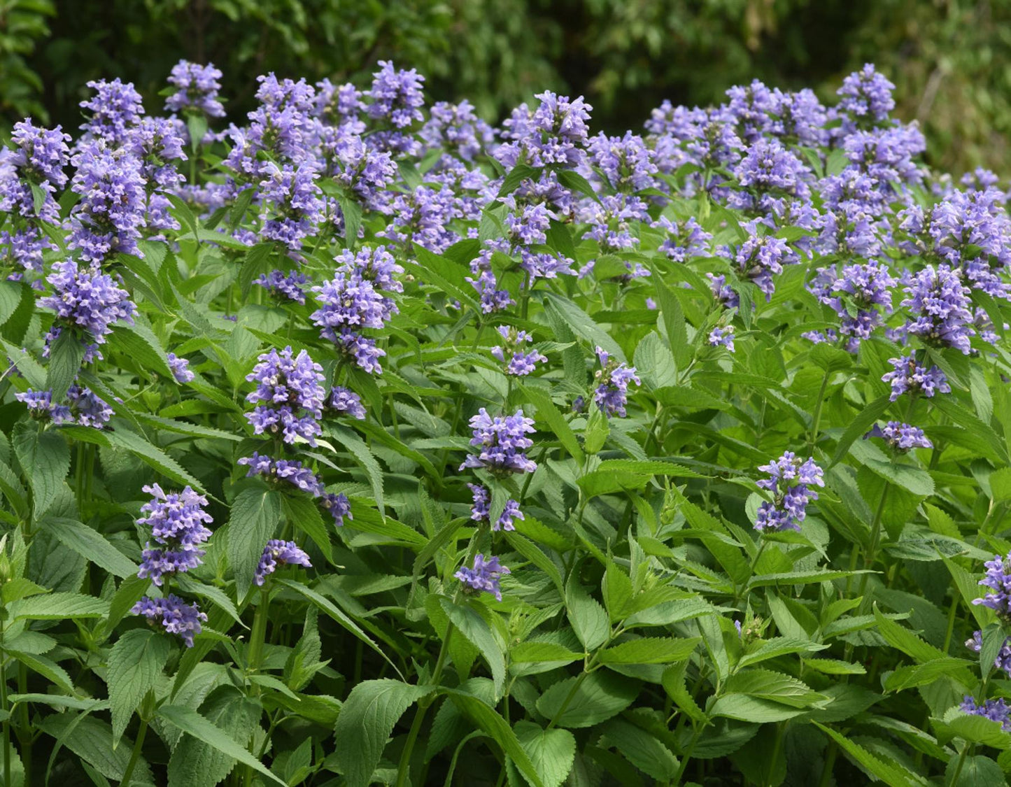 Nepeta Subsessilis 'prelude Blue' - View 34 from www redcrocus com