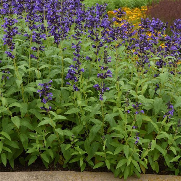 Nepeta Subsessilis 'prelude Blue' - View 4 from www redcrocus com