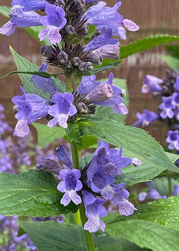 Nepeta Subsessilis 'prelude Blue' - View 5 from www redcrocus com