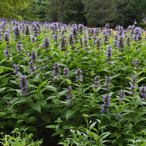 Nepeta Subsessilis 'prelude Blue' - View 6 from www redcrocus com