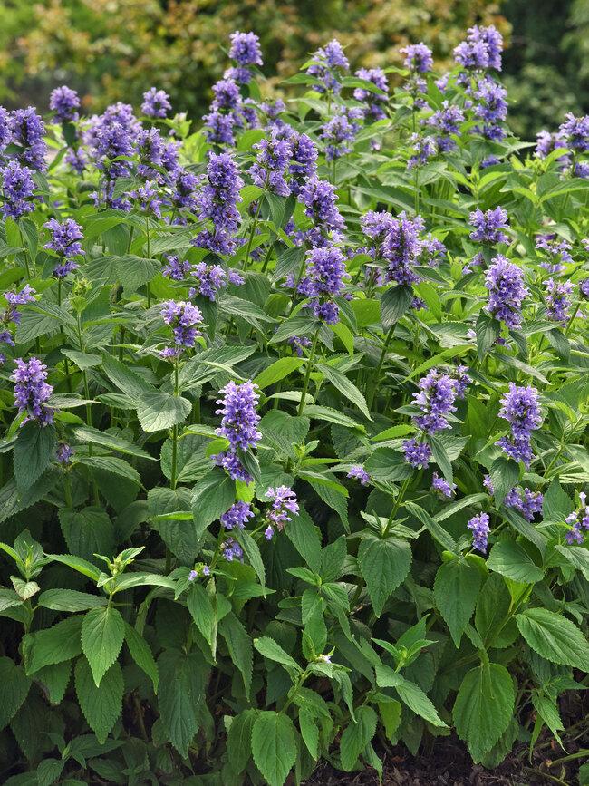 Nepeta Subsessilis 'prelude Blue' - View 7 from www redcrocus com