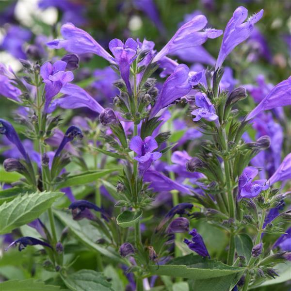 Nepeta Subsessilis 'prelude Blue' - View 8 from www redcrocus com