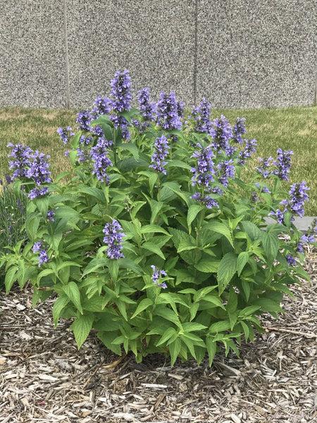 Nepeta Subsessilis 'prelude Blue' - View 9 from www redcrocus com