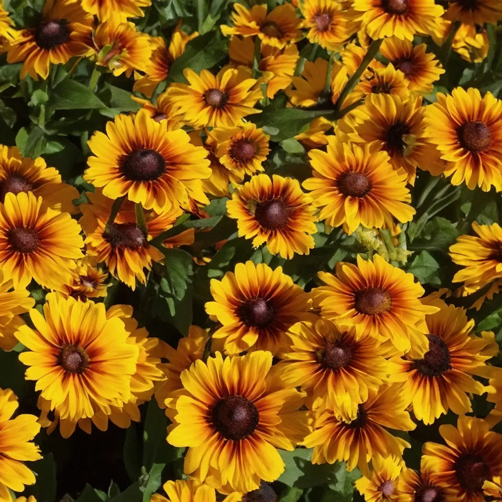 Rudbeckia Hirta 'kissing Smileyz' - View 10 from www redcrocus com
