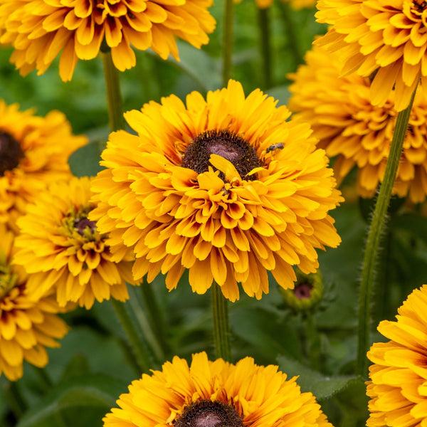 Rudbeckia Hirta 'kissing Smileyz' - View 11 from www redcrocus com