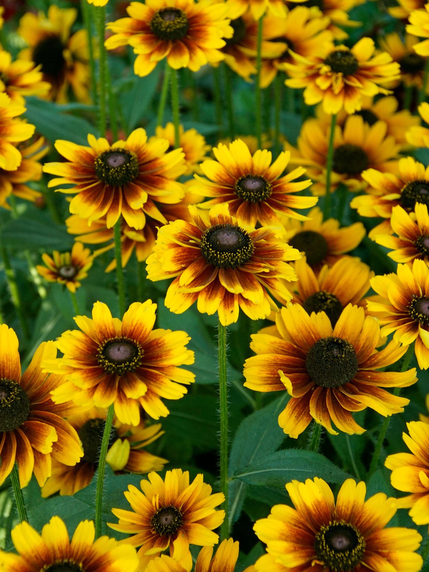 Rudbeckia Hirta 'kissing Smileyz' - View 12 from www redcrocus com