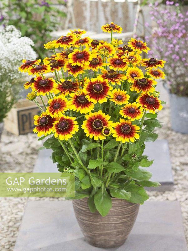 Rudbeckia Hirta 'kissing Smileyz' - View 13 from www redcrocus com