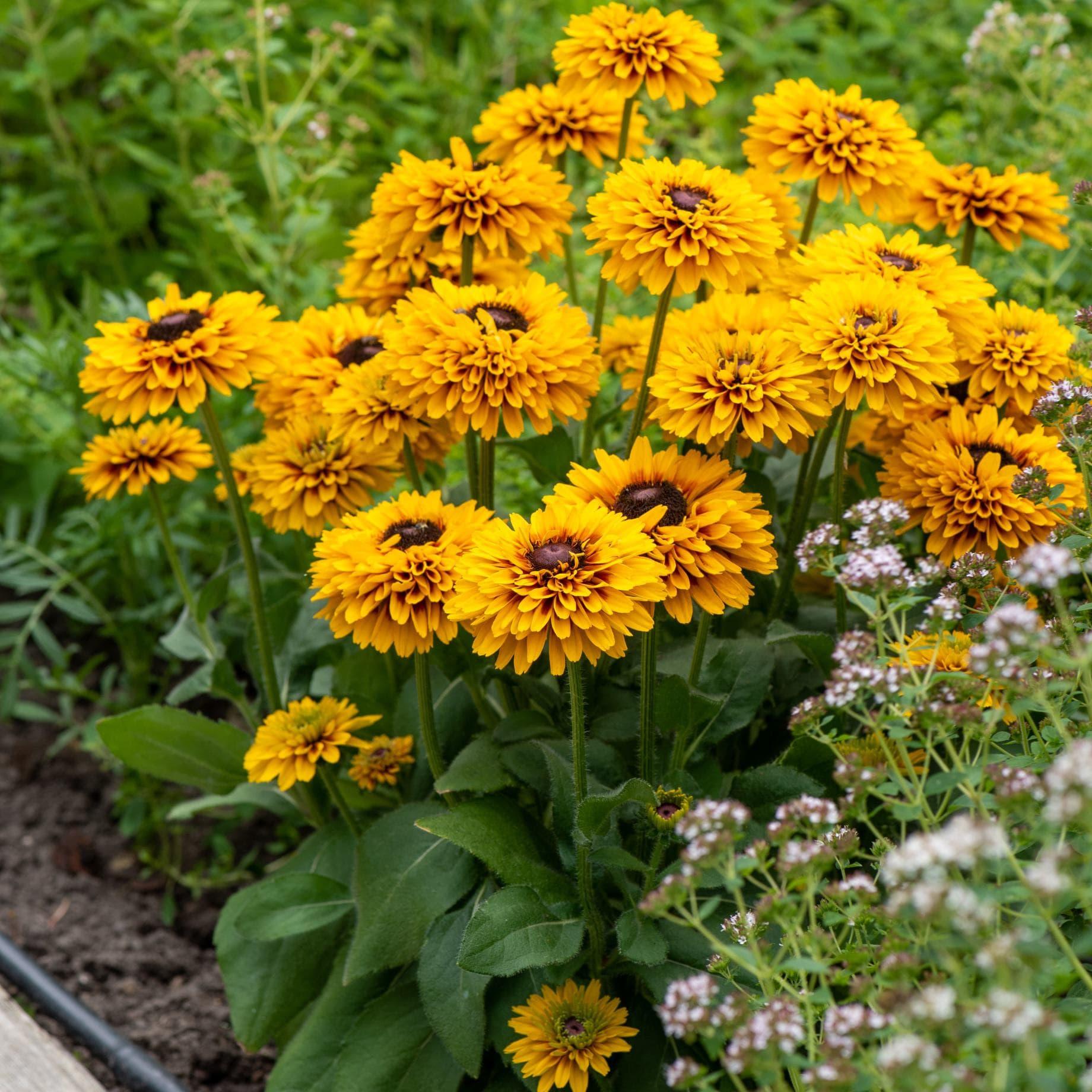 Rudbeckia Hirta 'kissing Smileyz' - View 14 from www redcrocus com
