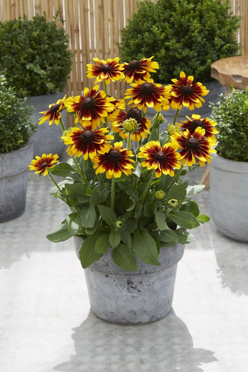 Rudbeckia Hirta 'kissing Smileyz' - View 15 from www redcrocus com