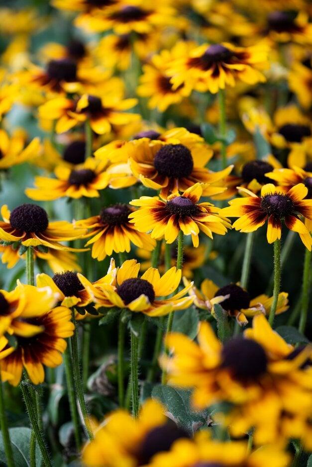 Rudbeckia Hirta 'kissing Smileyz' - View 16 from www redcrocus com