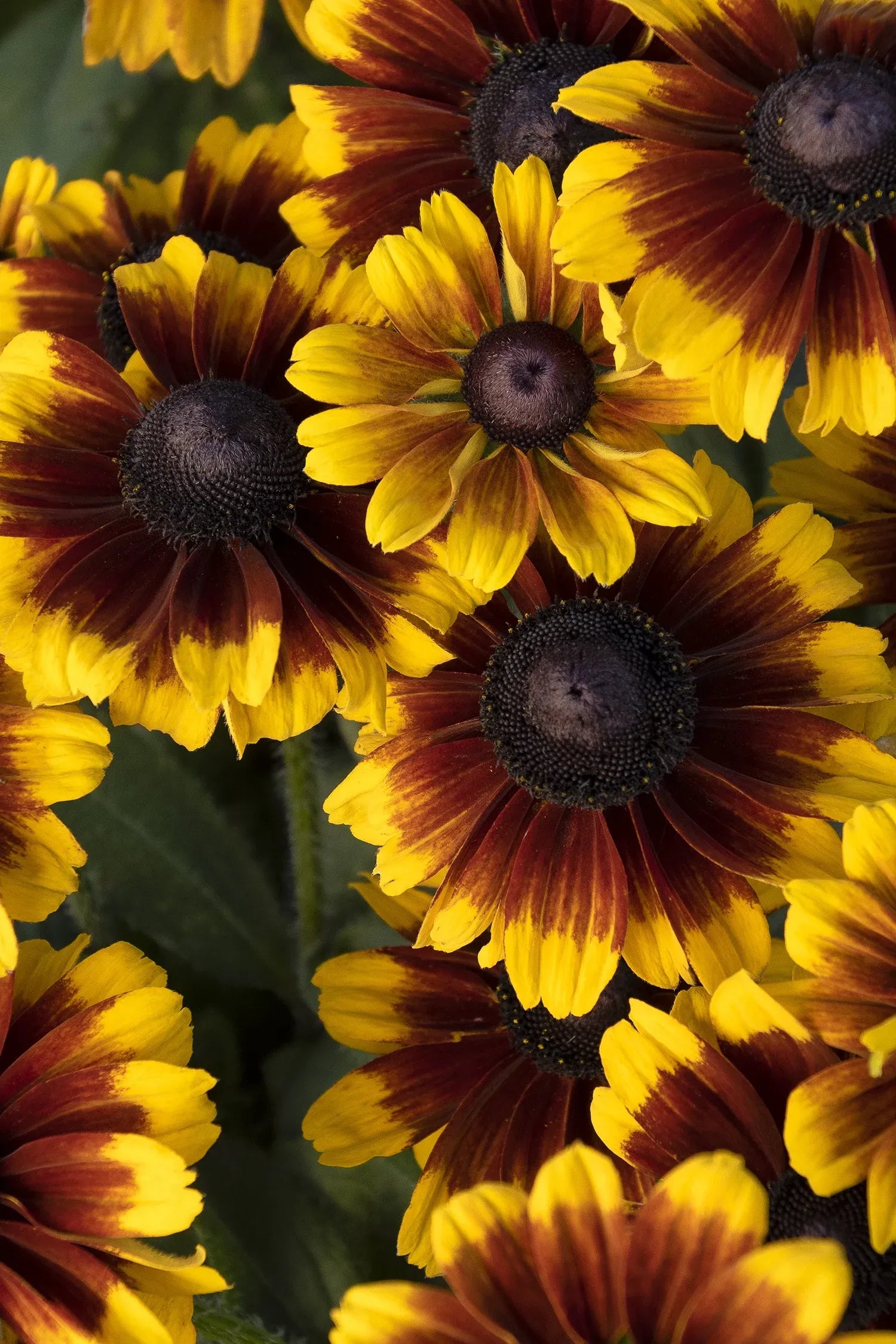 Rudbeckia Hirta 'kissing Smileyz' - View 1 from www redcrocus com